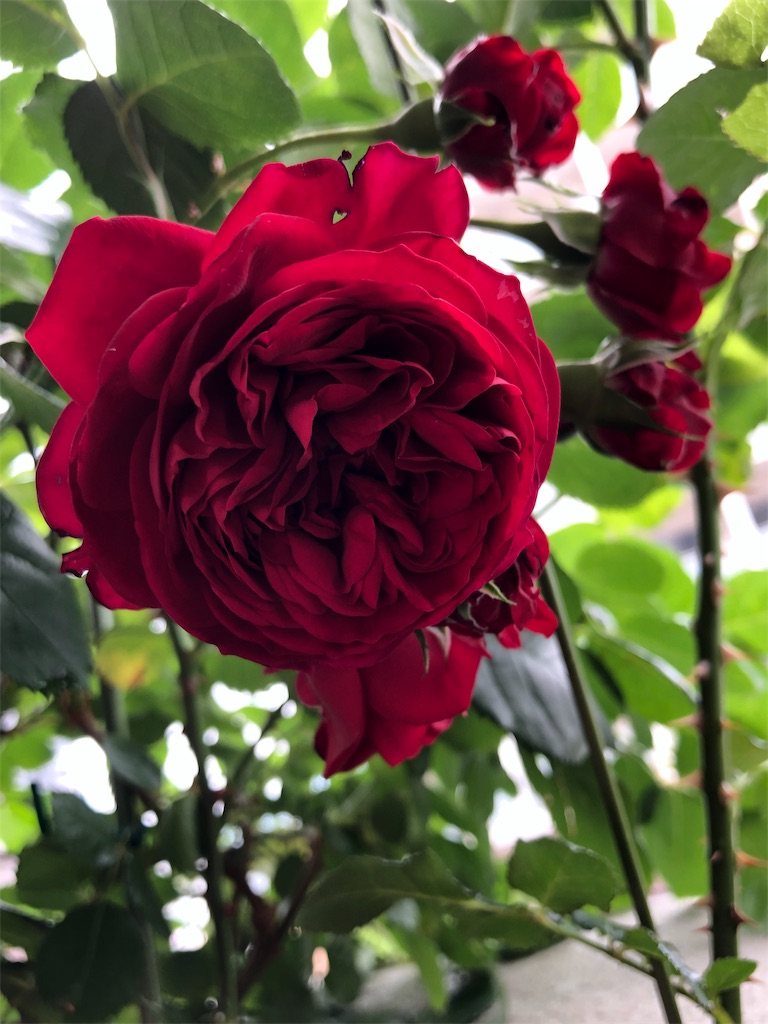 f:id:tef_rose:20190603235027j:image