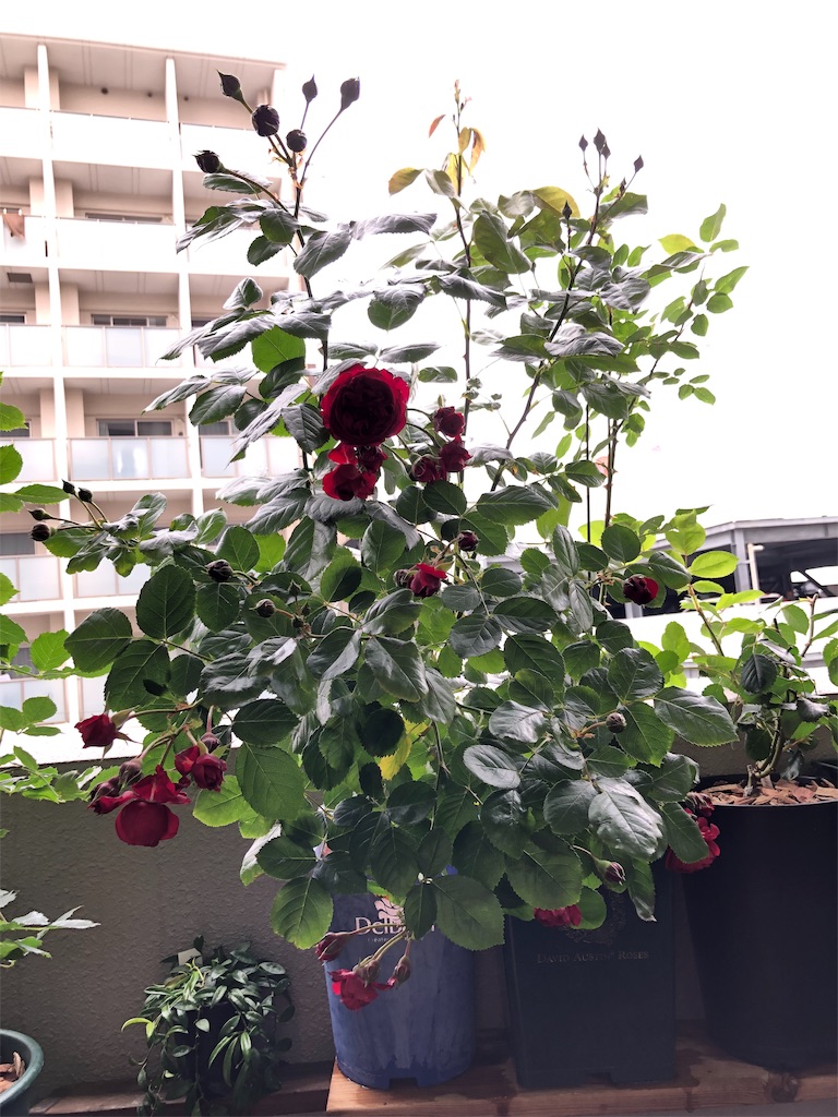 f:id:tef_rose:20190603235031j:image