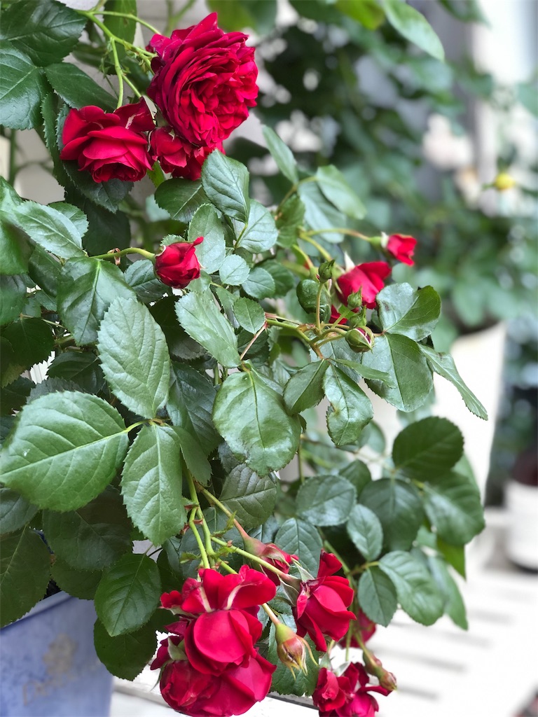 f:id:tef_rose:20190603235034j:image