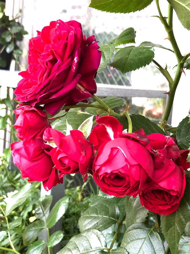 f:id:tef_rose:20190603235037j:image