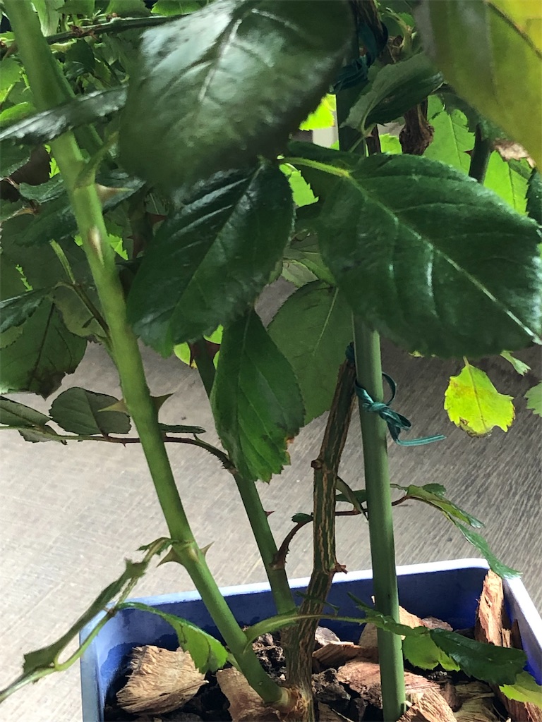 f:id:tef_rose:20190603235143j:image