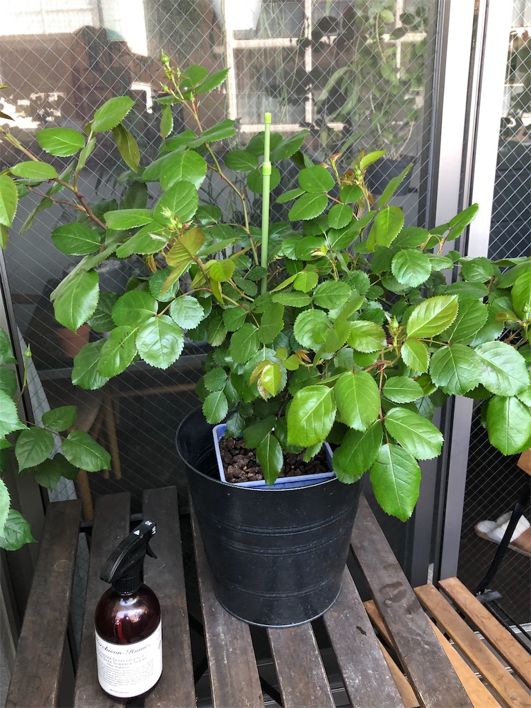 f:id:tef_rose:20190603235151j:image