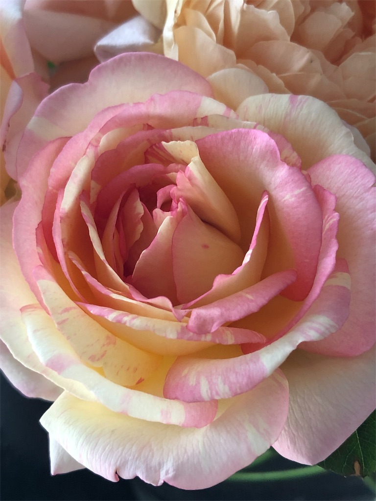f:id:tef_rose:20190604013704j:image