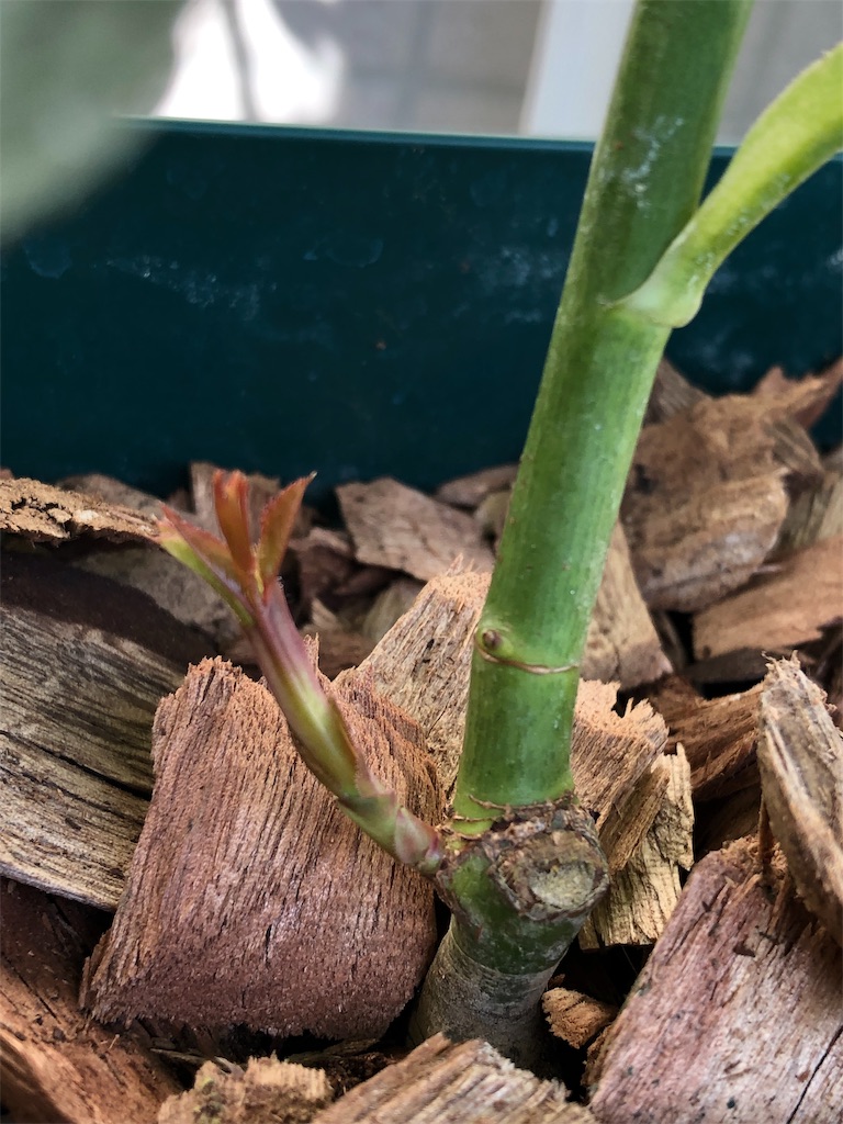 f:id:tef_rose:20190604022346j:image