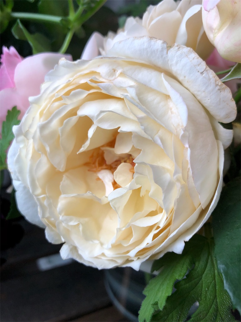 f:id:tef_rose:20190604022402j:image