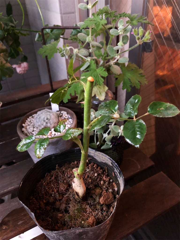 f:id:tef_rose:20190604022405j:image