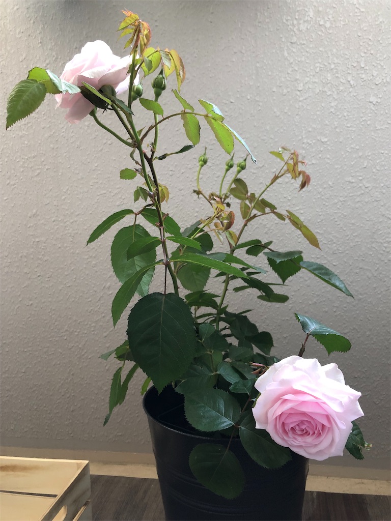 f:id:tef_rose:20190604032148j:image