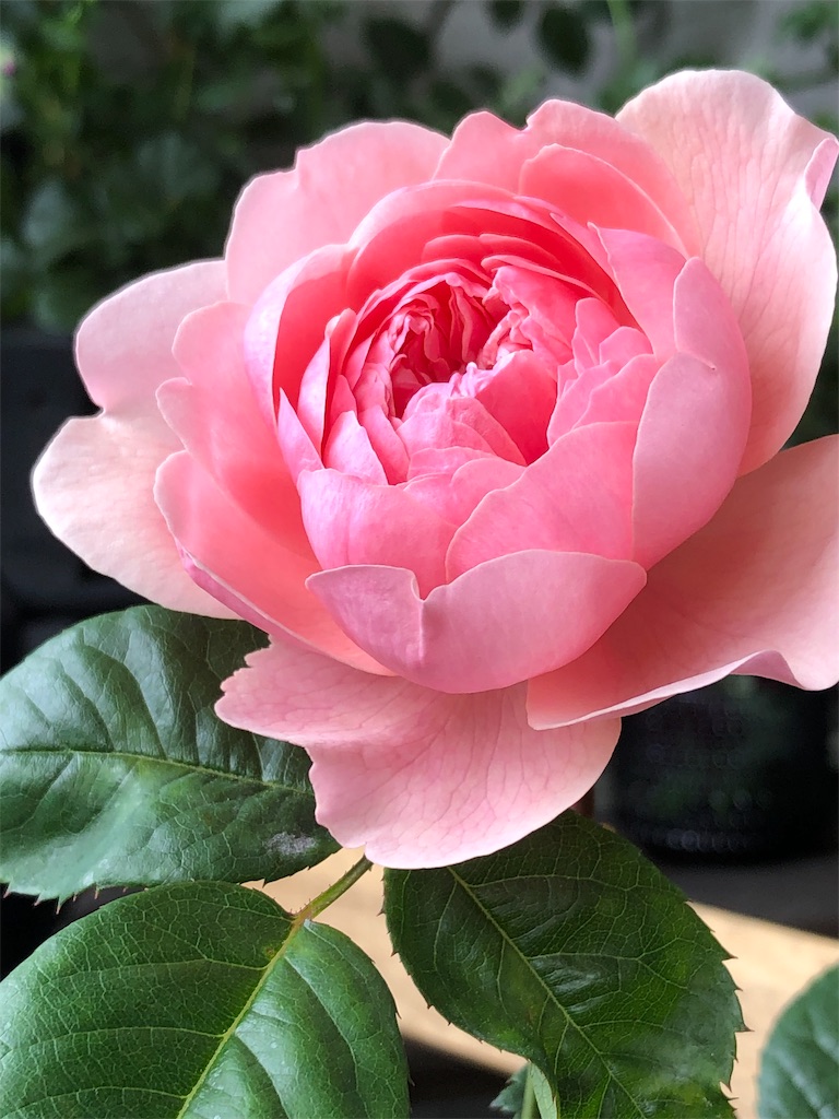 f:id:tef_rose:20190604035638j:image