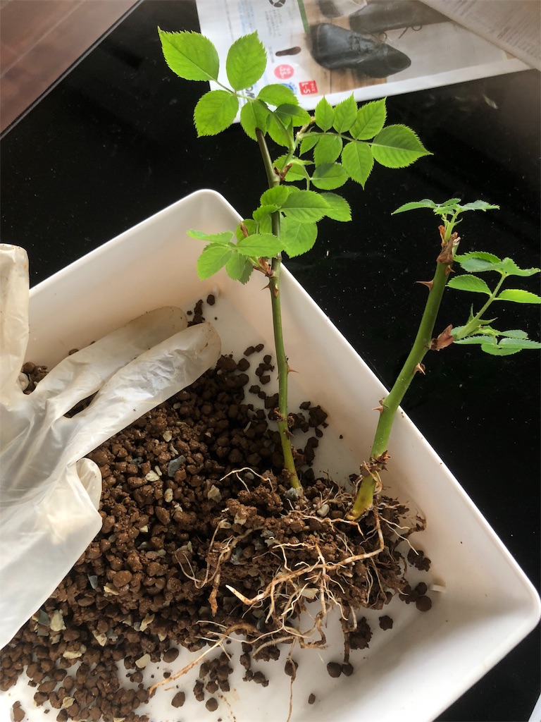 f:id:tef_rose:20190604040355j:image