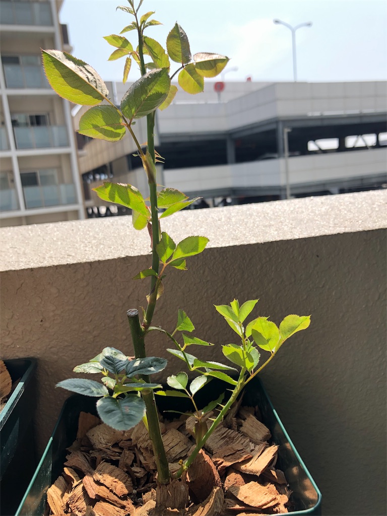 f:id:tef_rose:20190605194559j:image