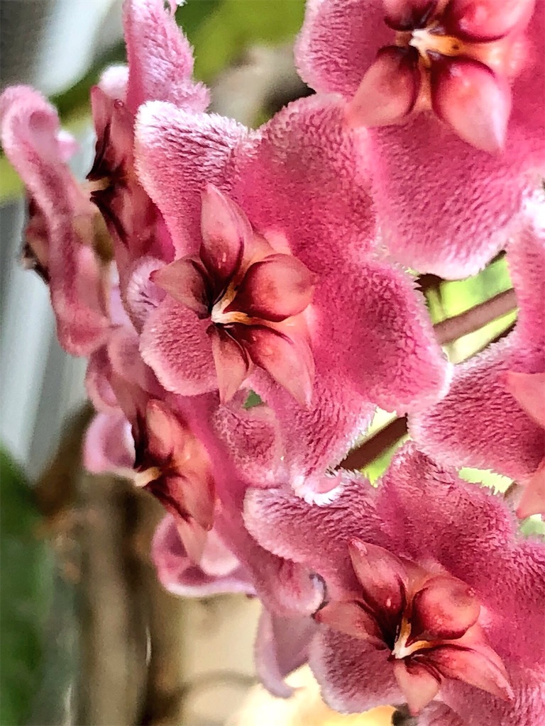 f:id:tef_rose:20190607141330j:image