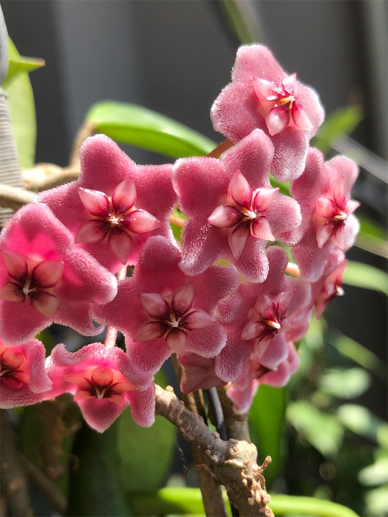f:id:tef_rose:20190607141336j:image