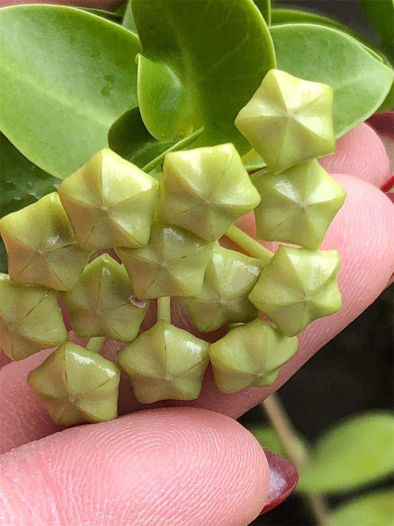 【八島兎角】希少ホヤ5種類 八島兎角】希少ホヤ5種類 八島兎角様専用】希少ホヤ5種類 【公式通販】