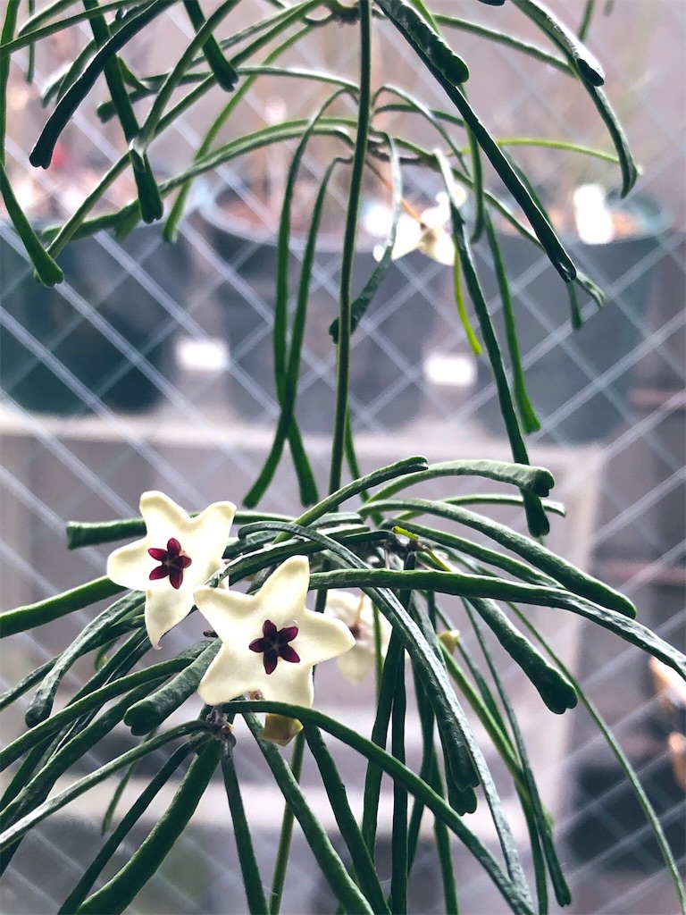 f:id:tef_rose:20190607141358j:image