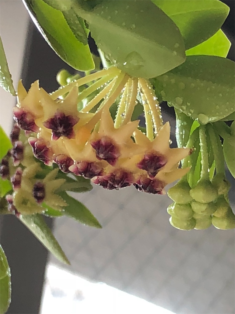 f:id:tef_rose:20190607141413j:image