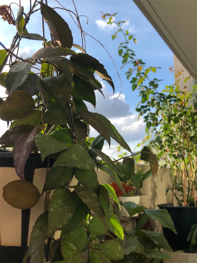f:id:tef_rose:20190607141423j:image