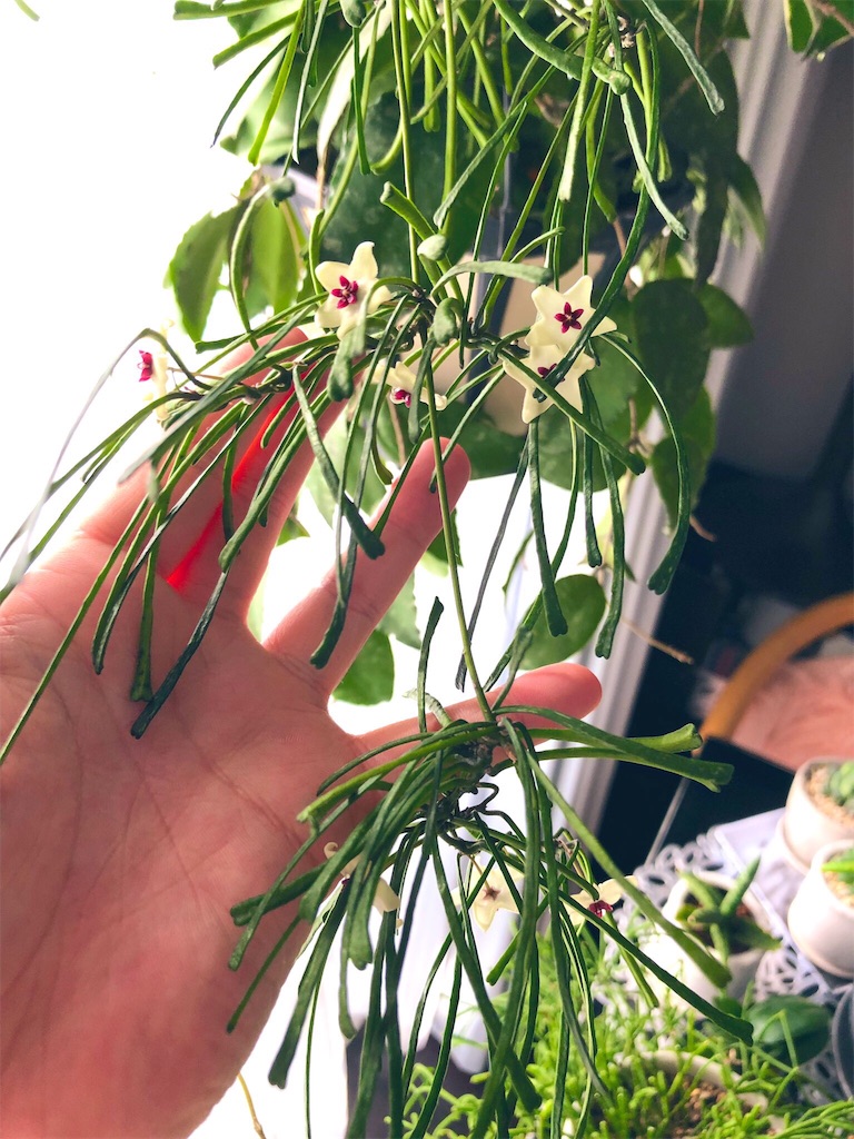 f:id:tef_rose:20190607141628j:image