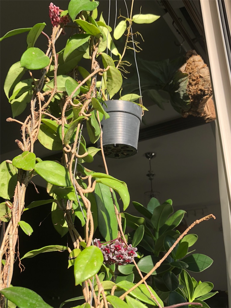 f:id:tef_rose:20190607153106j:image