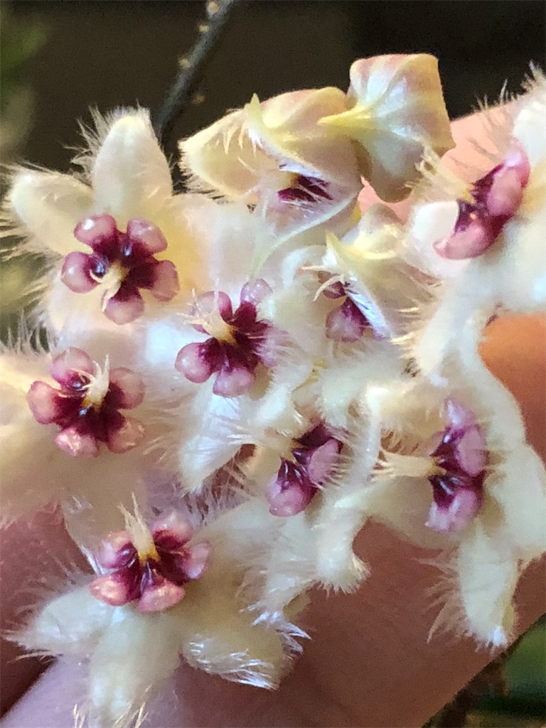 f:id:tef_rose:20190607154209j:image