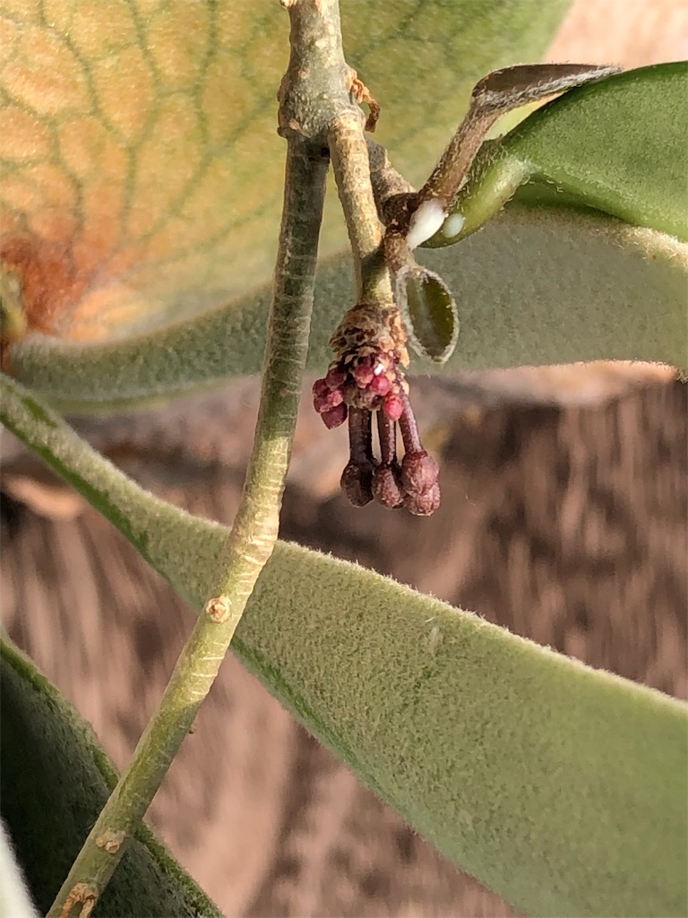 f:id:tef_rose:20190607155949j:image