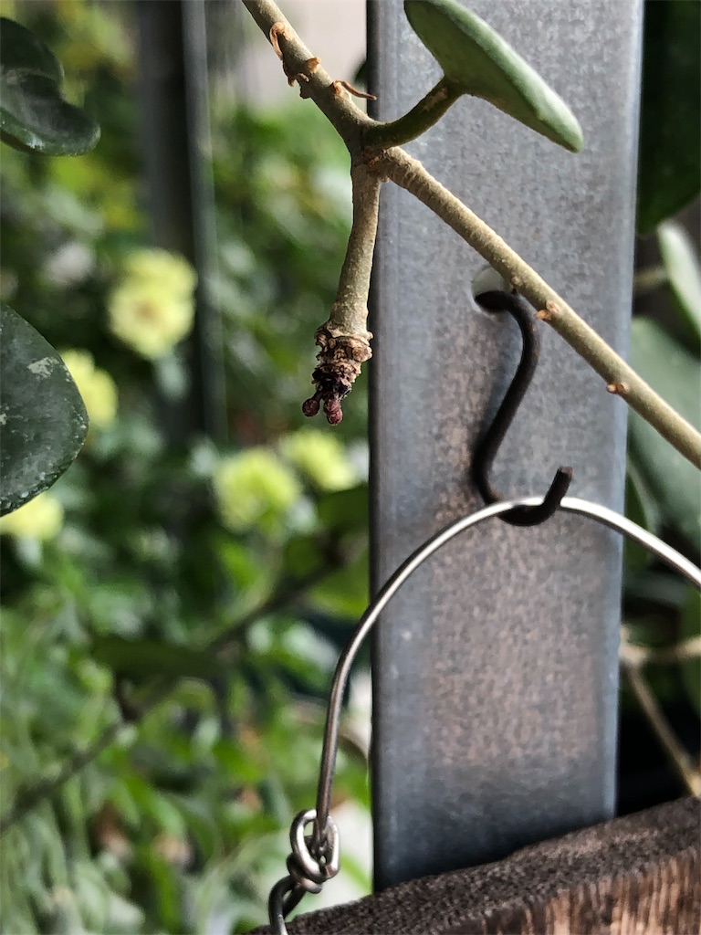 f:id:tef_rose:20190607155952j:image