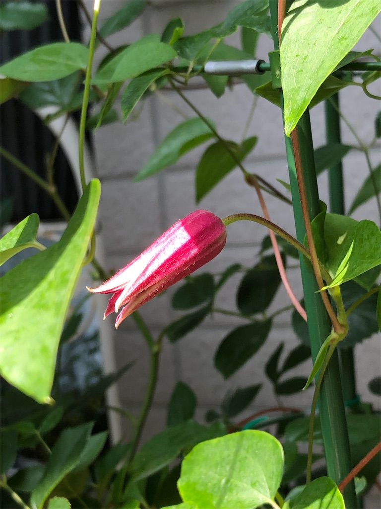 f:id:tef_rose:20190607190258j:image f:id:tef_rose:20190607190258j:image