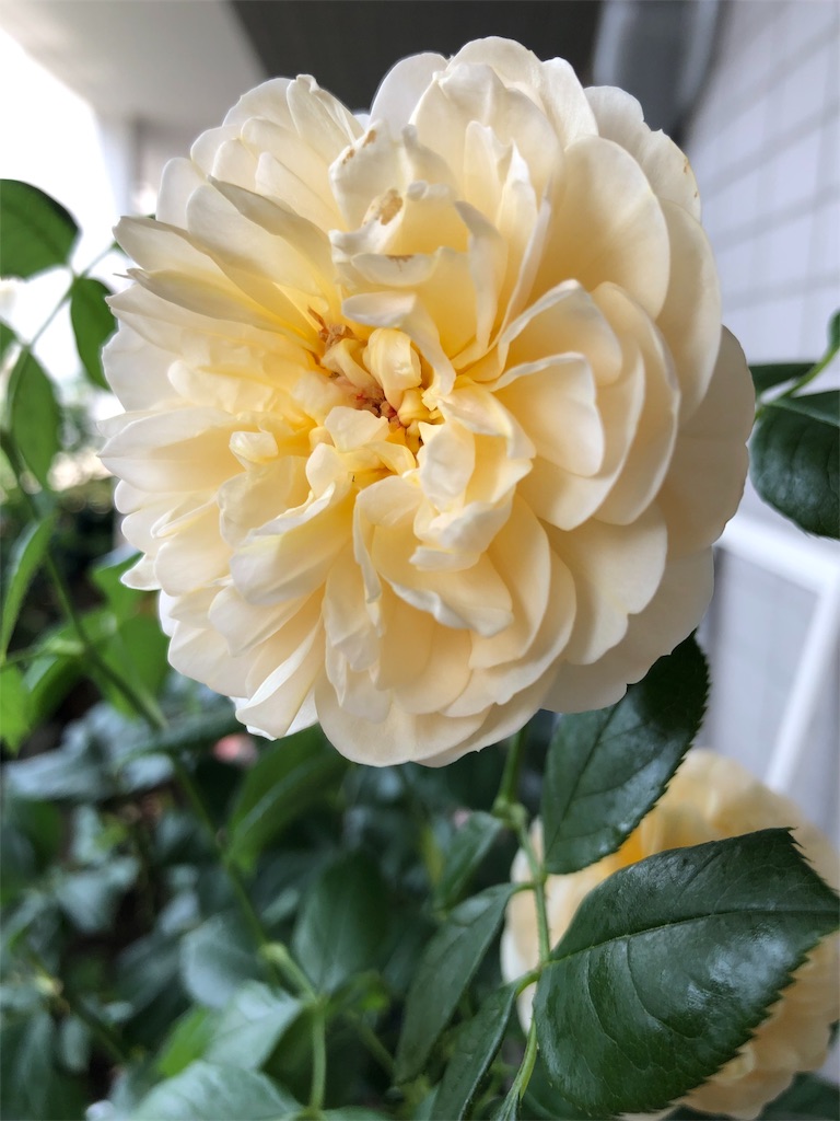 f:id:tef_rose:20190607190302j:image f:id:tef_rose:20190607190302j:image