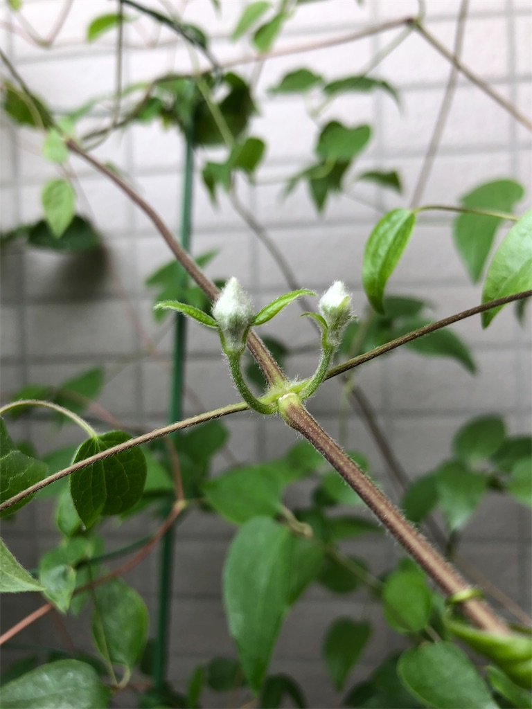 f:id:tef_rose:20190607190306j:image f:id:tef_rose:20190607190306j:image