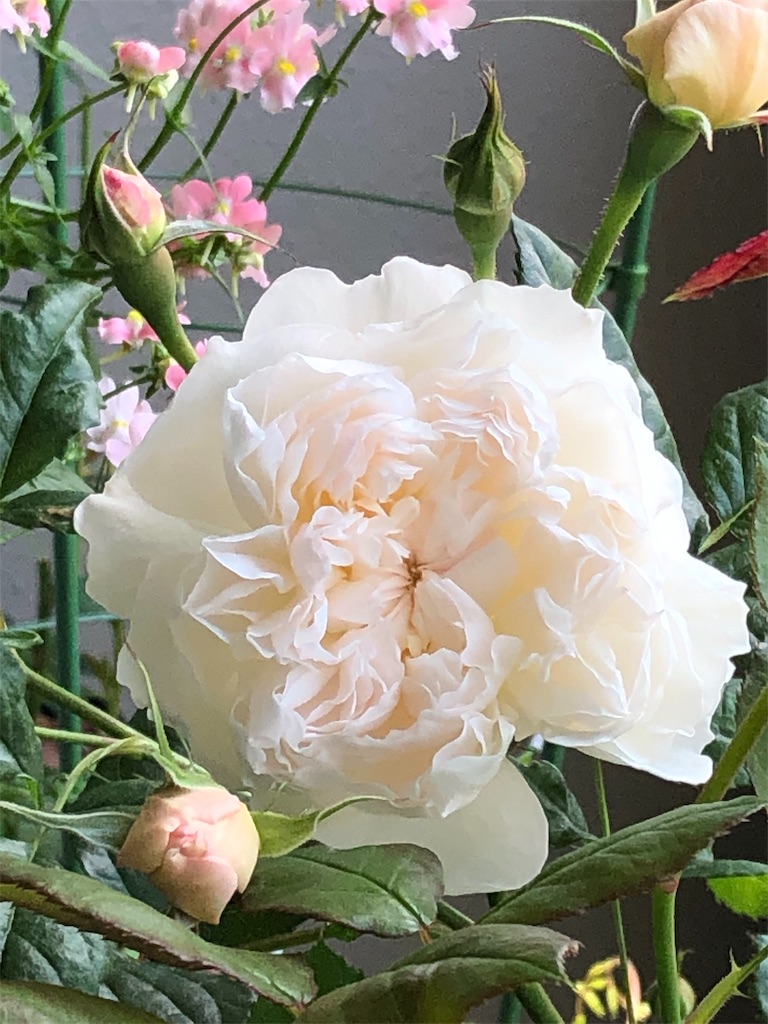 f:id:tef_rose:20190608035501j:image