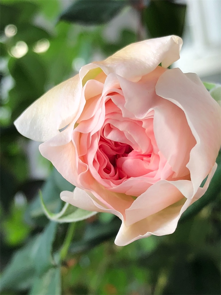 f:id:tef_rose:20190608035515j:image