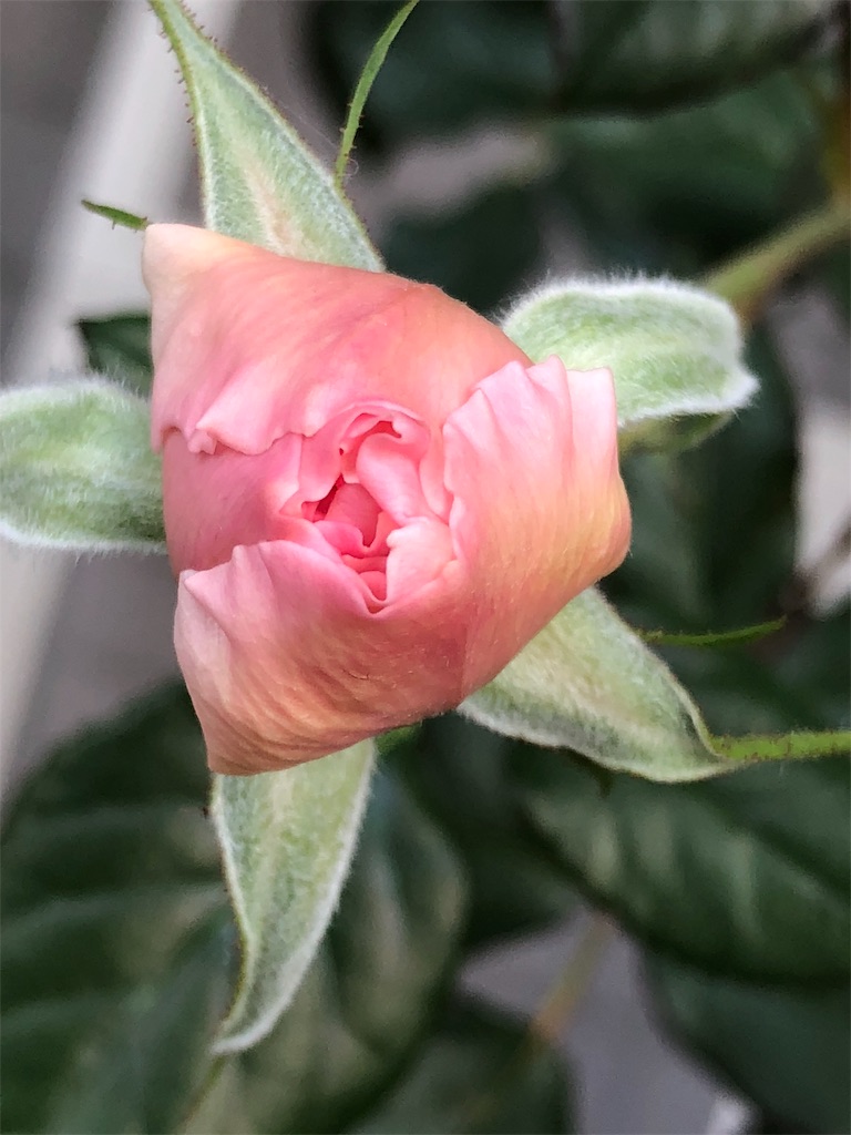 f:id:tef_rose:20190608035519j:image