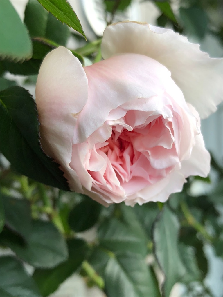 f:id:tef_rose:20190608035523j:image