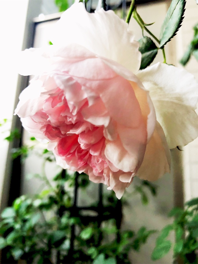 f:id:tef_rose:20190608035525j:image