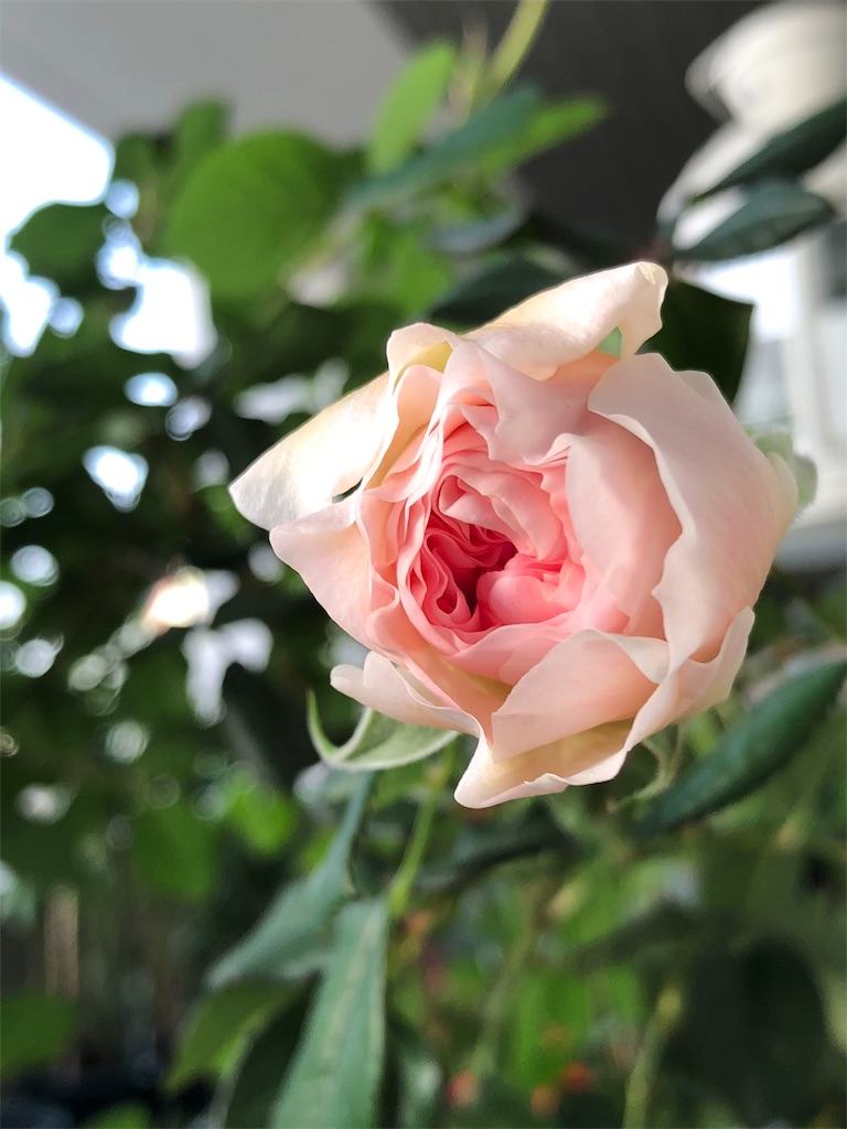 f:id:tef_rose:20190608035539j:image