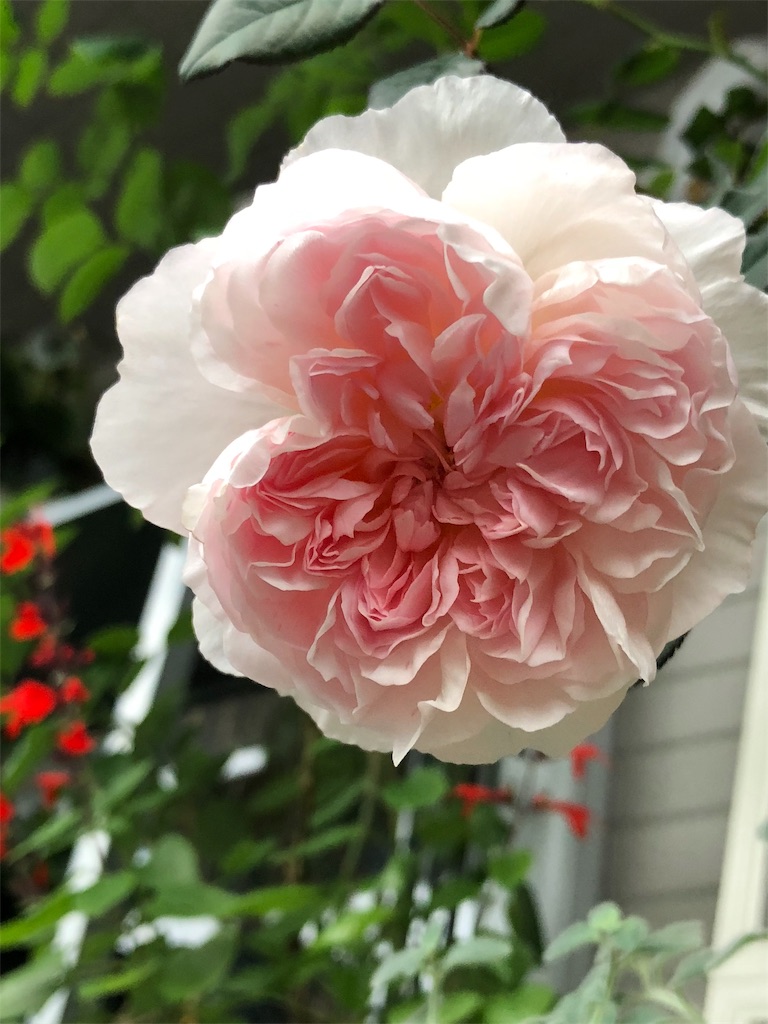 f:id:tef_rose:20190608035554j:image