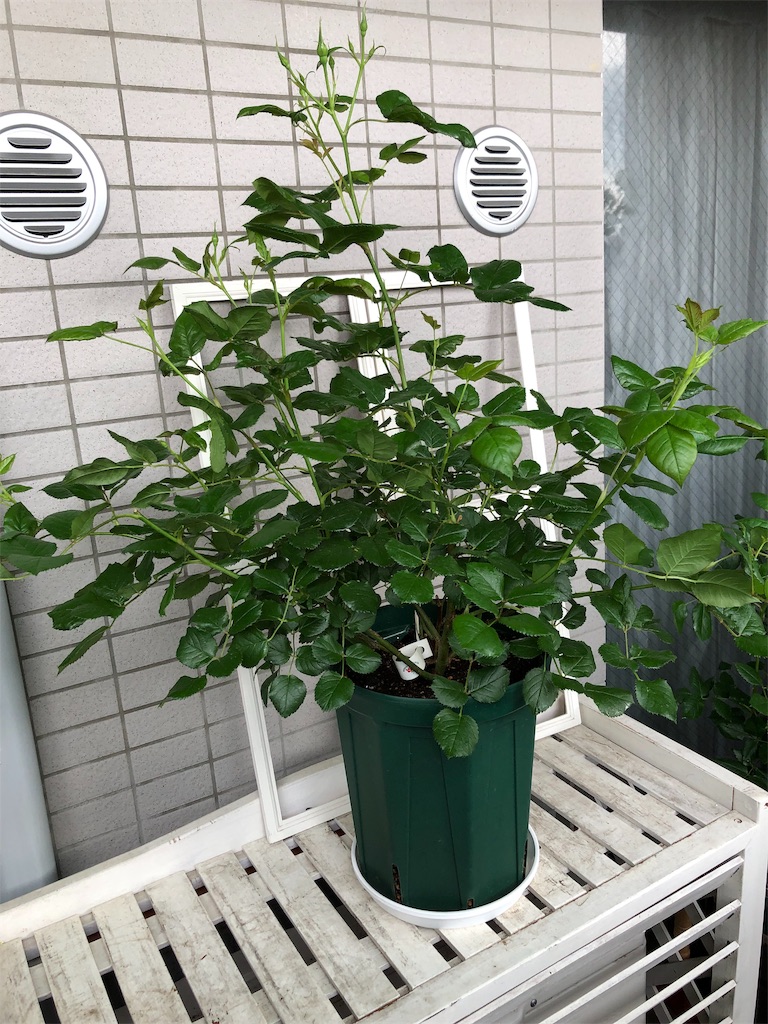 f:id:tef_rose:20190608035557j:image