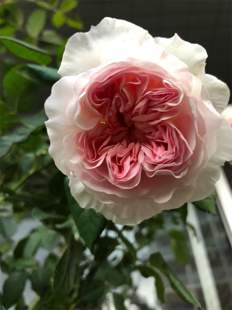 f:id:tef_rose:20190608035600j:image