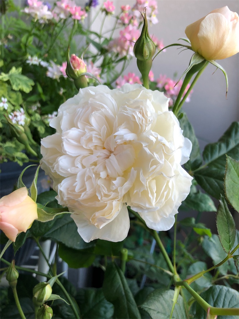 f:id:tef_rose:20190608040035j:image