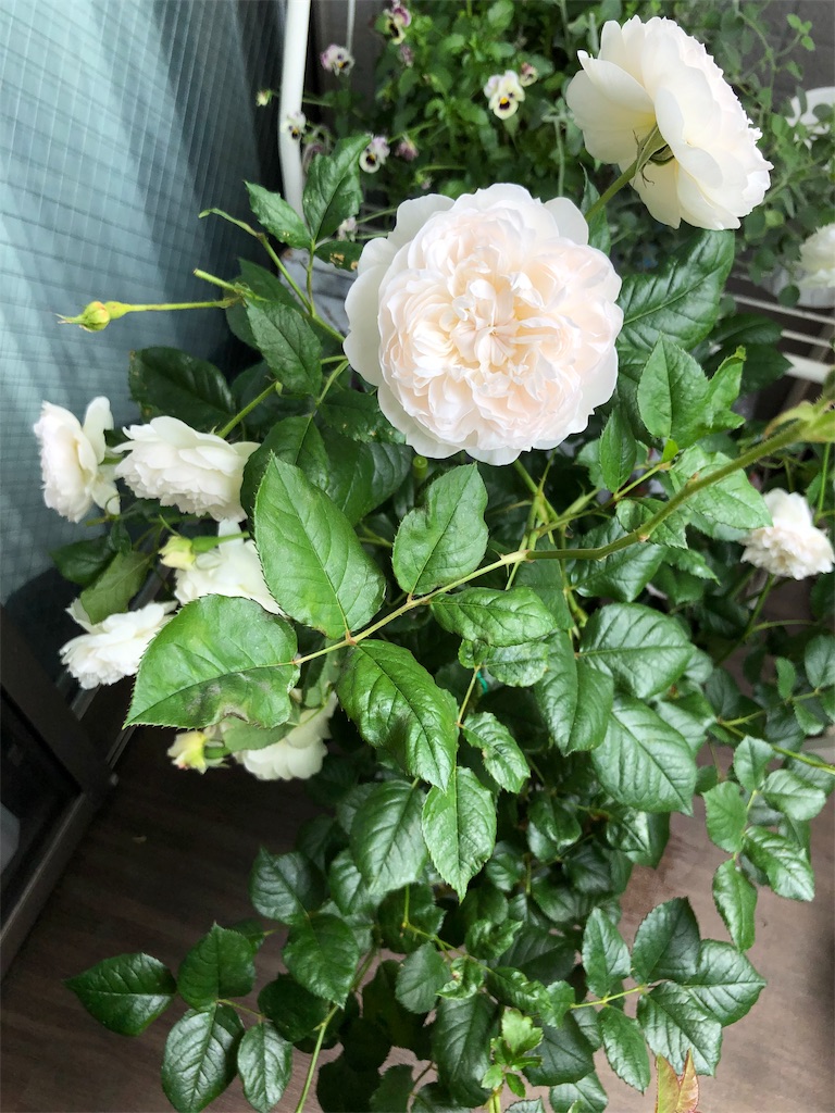f:id:tef_rose:20190608040038j:image