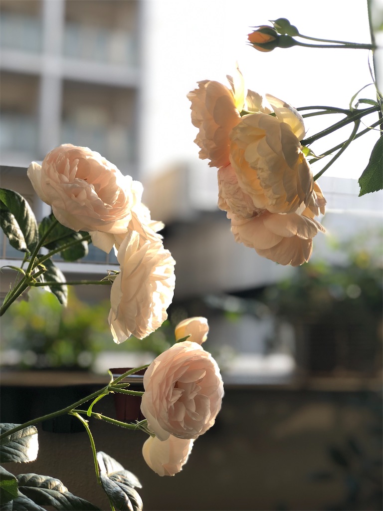 f:id:tef_rose:20190608040713j:image