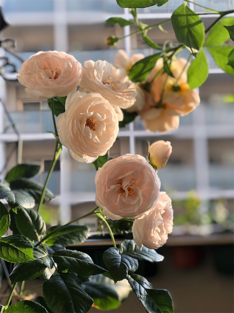 f:id:tef_rose:20190608040722j:image