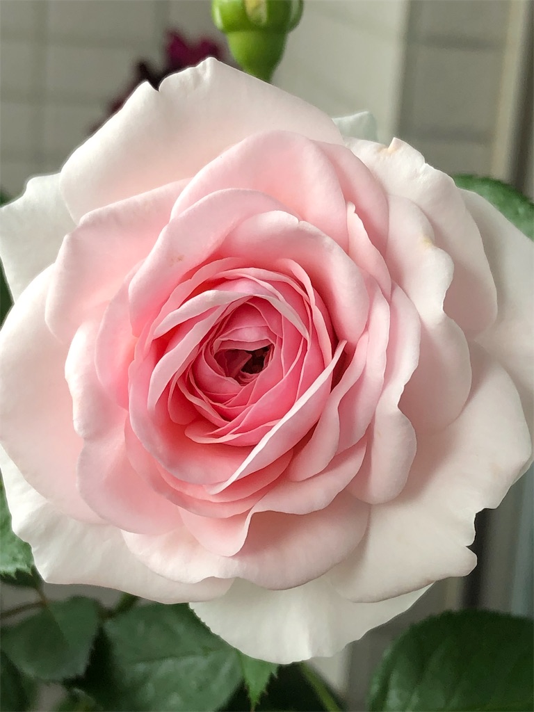 f:id:tef_rose:20190609234226j:image