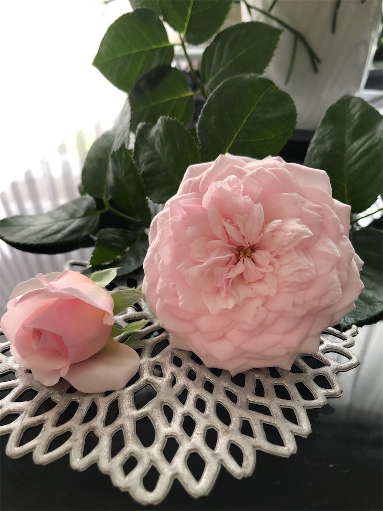 f:id:tef_rose:20190610005338j:image f:id:tef_rose:20190610005338j:image