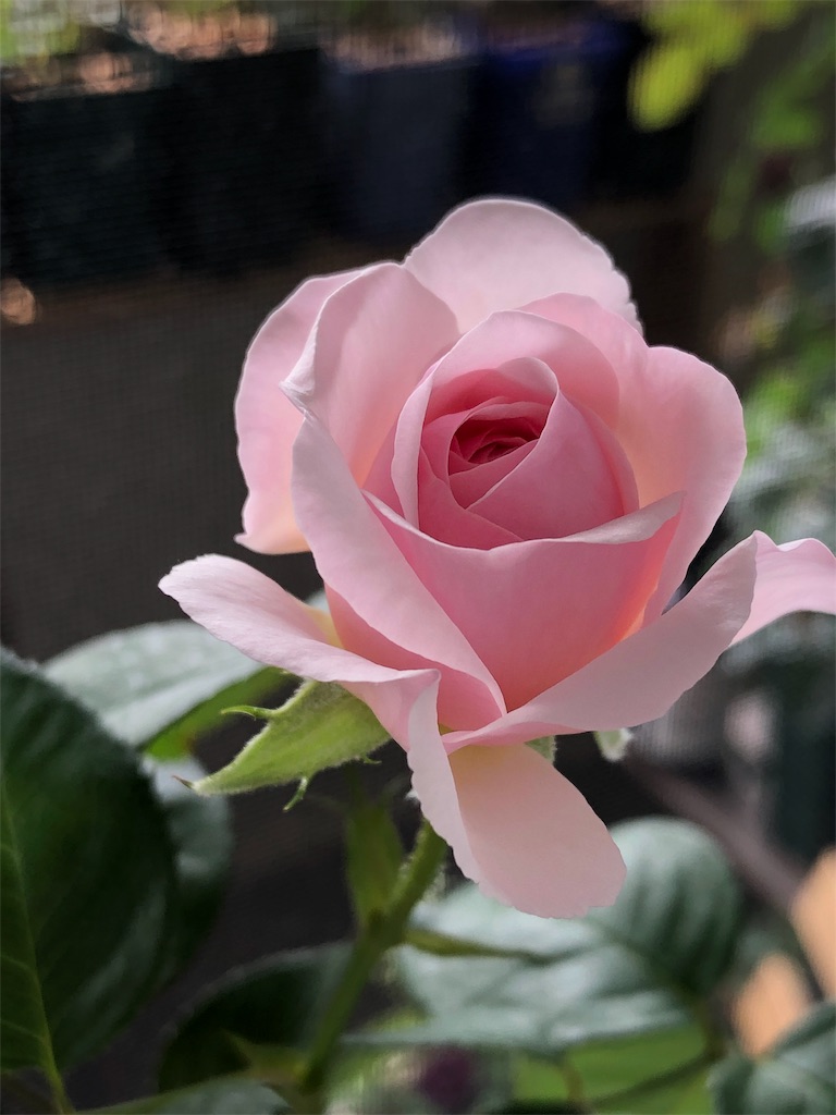 f:id:tef_rose:20190610005341j:image f:id:tef_rose:20190610005341j:image