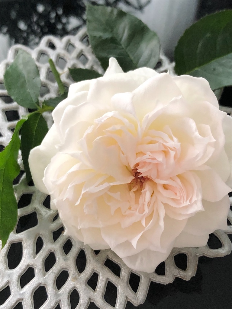 f:id:tef_rose:20190610005405j:image f:id:tef_rose:20190610005405j:image