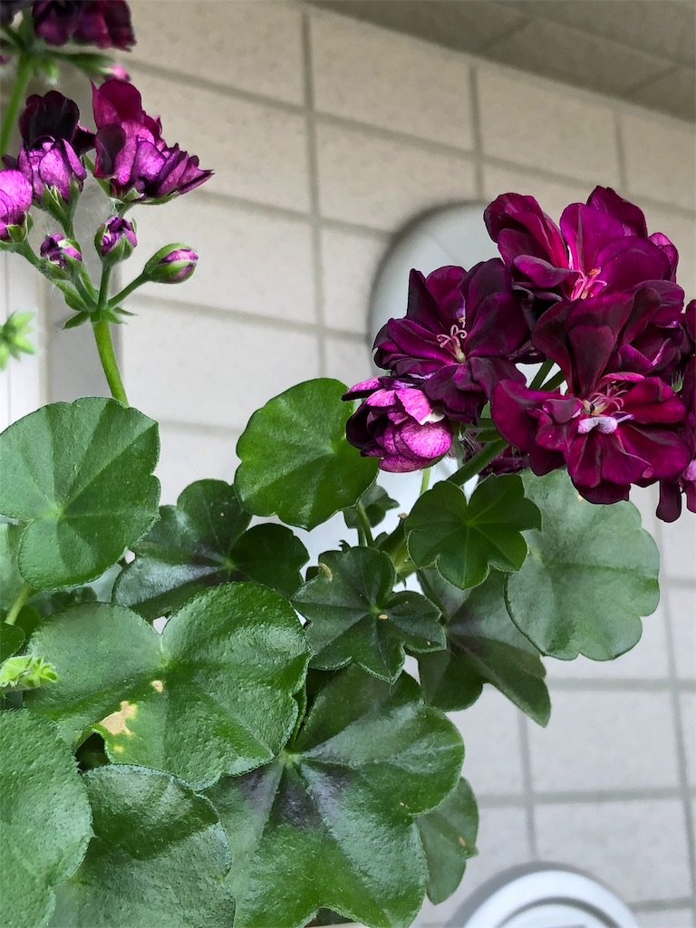 f:id:tef_rose:20190610010139j:image f:id:tef_rose:20190610010139j:image