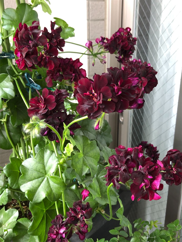 f:id:tef_rose:20190610010148j:image f:id:tef_rose:20190610010148j:image