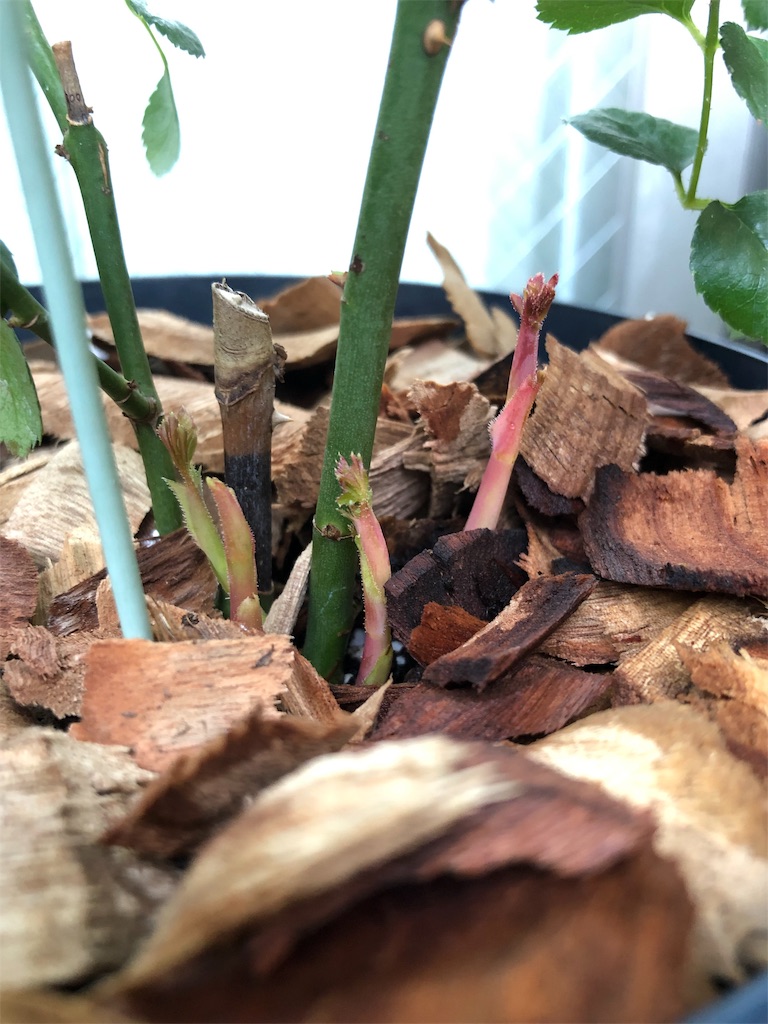 f:id:tef_rose:20190610013558j:image f:id:tef_rose:20190610013558j:image