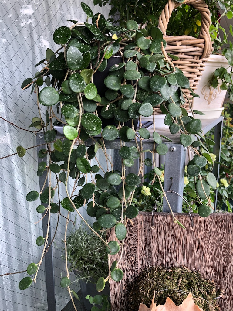 f:id:tef_rose:20190610013602j:image f:id:tef_rose:20190610013602j:image