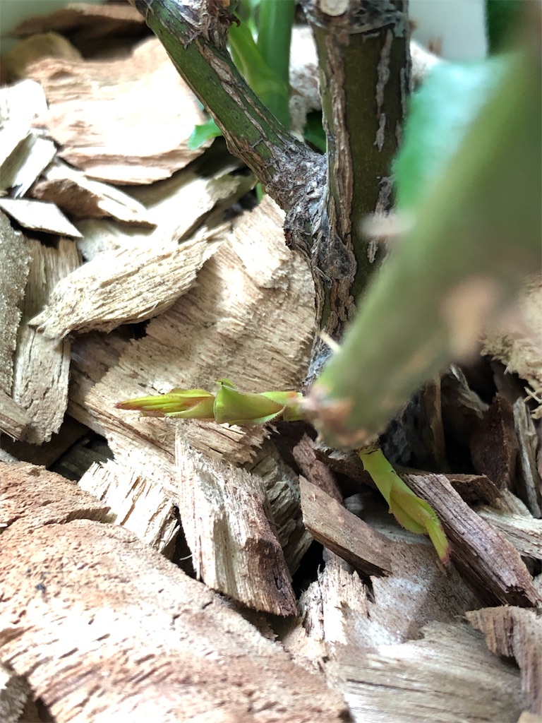 f:id:tef_rose:20190610013609j:image f:id:tef_rose:20190610013609j:image